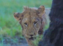 沼泽之狮,探寻神秘沼泽中的王者传奇