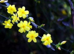 百花迎春,共庆佳节展新颜