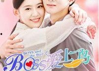 Boss爱上鸟,一段跨越物种的甜蜜爱情故事